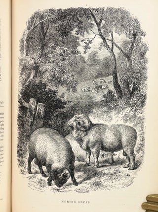 Johnson's Natural History : Comprehensive, Scientific, and Popular, Illustrating and Describing The Animal Kingdom, with its Wonders and Curiosities ... Showing the Habits, Structure, and Classification of Animals, with their Relation to Agriculture, Manufactures, Commerce, and The Arts; [In Two Volumes] [on title page- Beautifully Illustrated with 1,500 Lifelike Engravings]